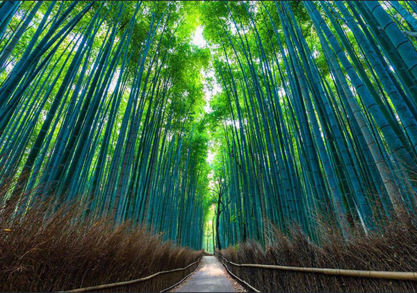 Diamond Painting Bamboo Forest