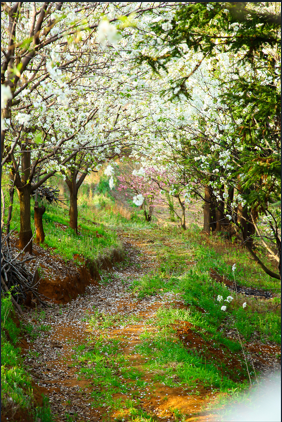 Diamond Painting Spring Road