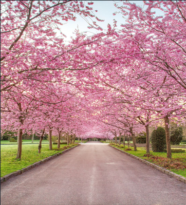 Diamond Painting Cherry Blossom Path