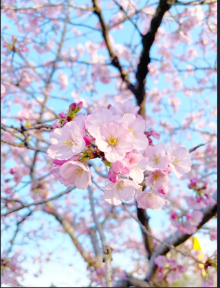 Diamond Painting Cherry Flower